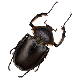 Scarabe Web