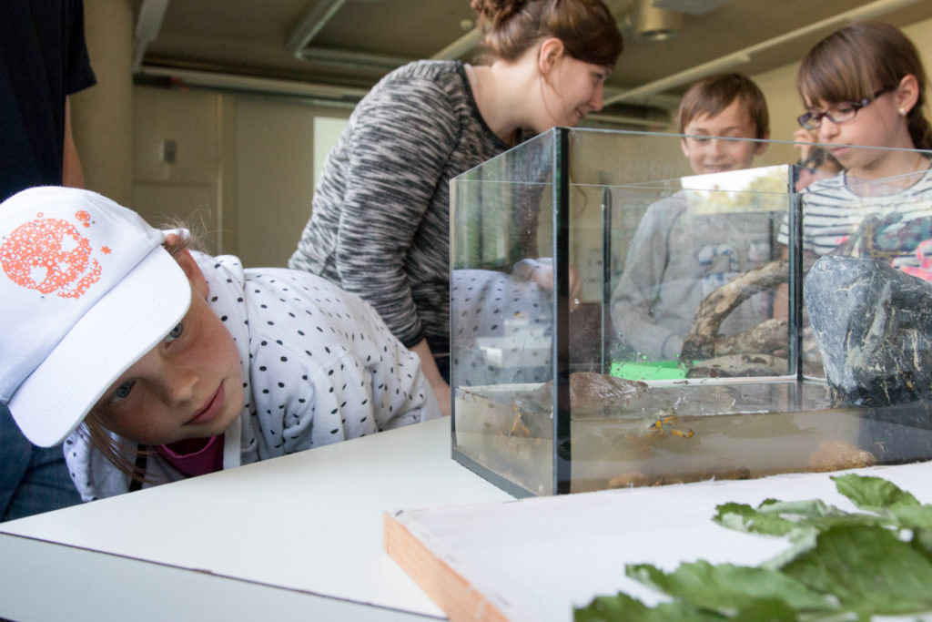 Atelier "crapauds Et Grenouilles, Qui Sont Ils?"