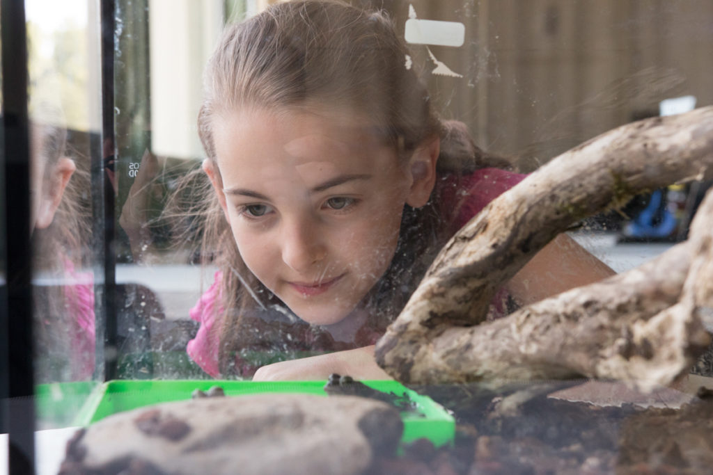 Photos Prises Le Jeudi 28 Mai Durant L’atelier B3 "crapauds Et