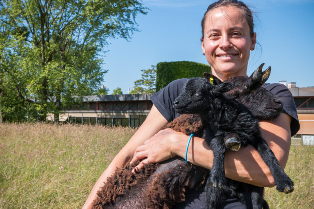 15 La Moutonniere Catherine Brassaud Et Ses Moutons Douessant